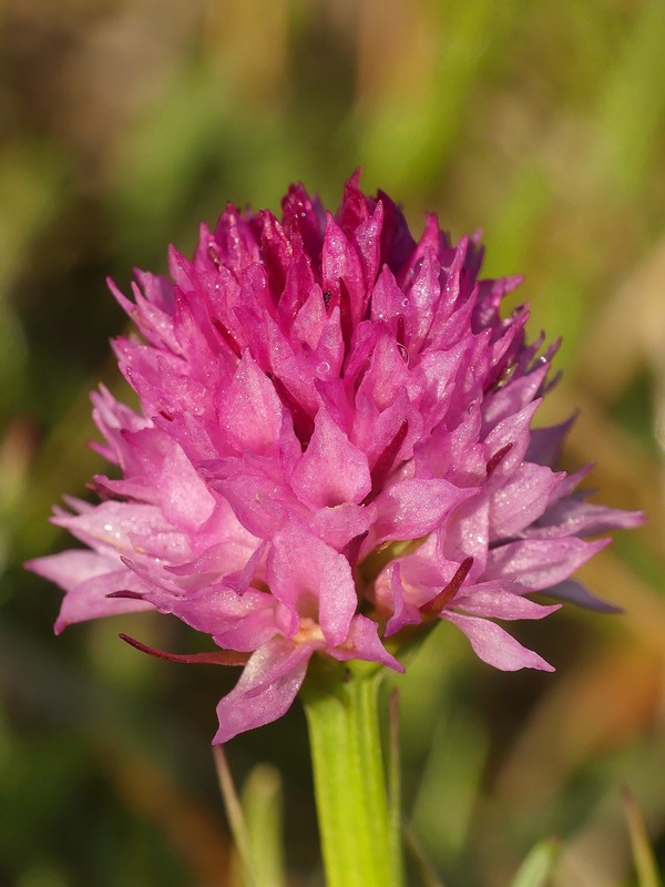 er Terminillo: la Nigritella widderi e altre orchidee sulla montagna di Roma.